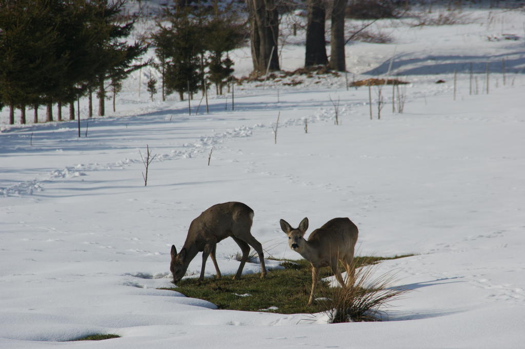 Villa La Val, Karkonosze Szarocin Luaran gambar